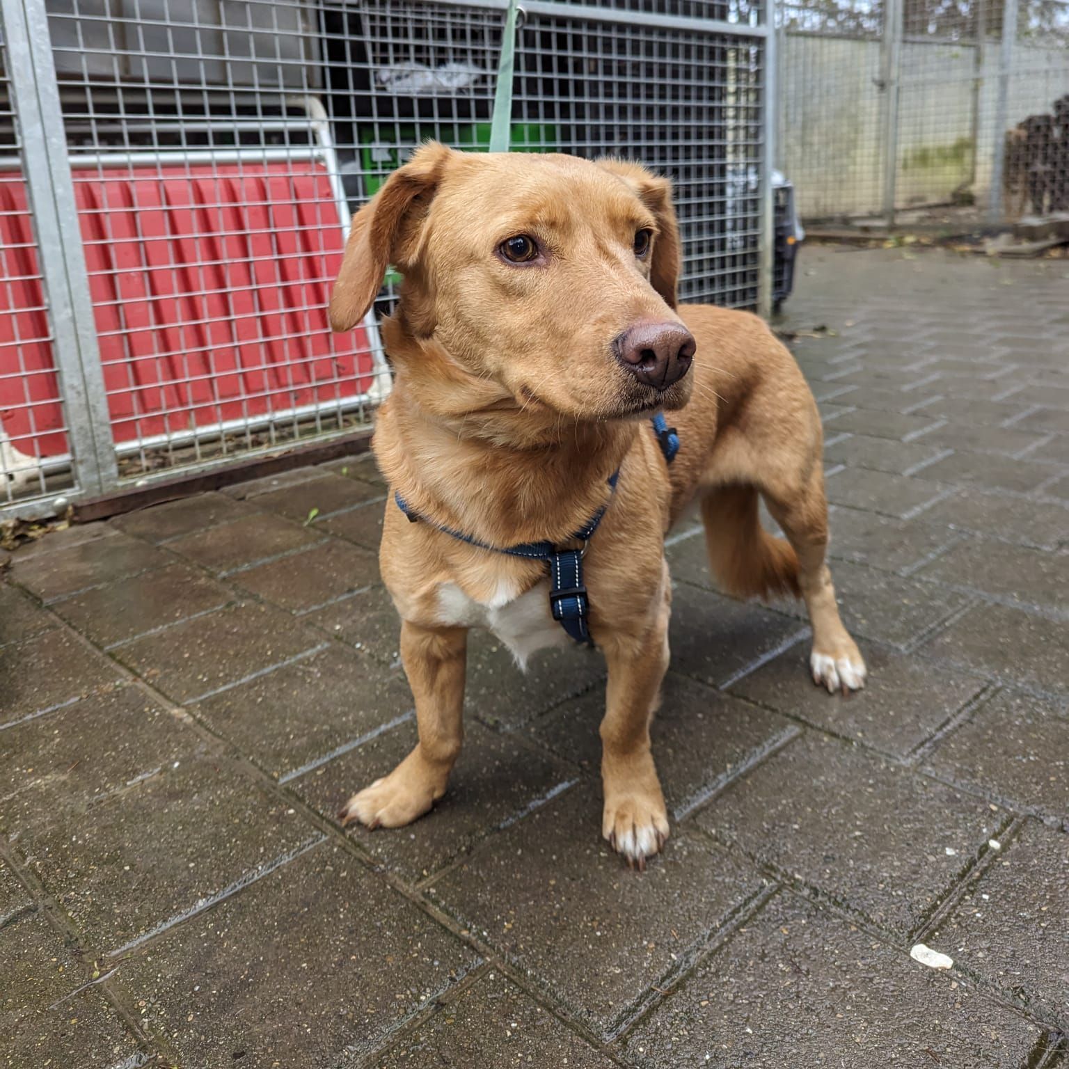 SOS Hund Tierheim adoptieren