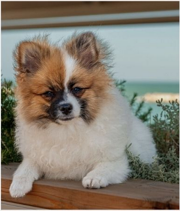 SOS Hund Tierheim adoptieren