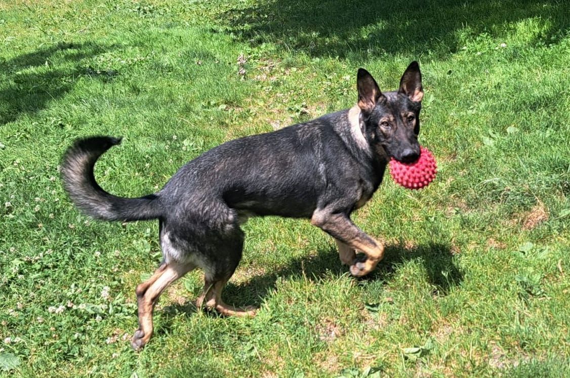 SOS Hund Tierheim adoptieren