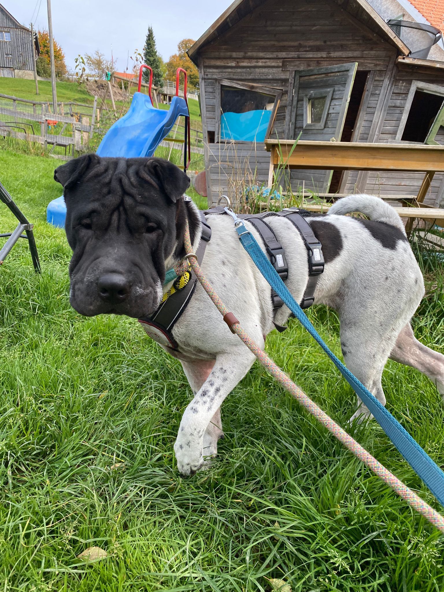 SOS Hund Tierheim adoptieren