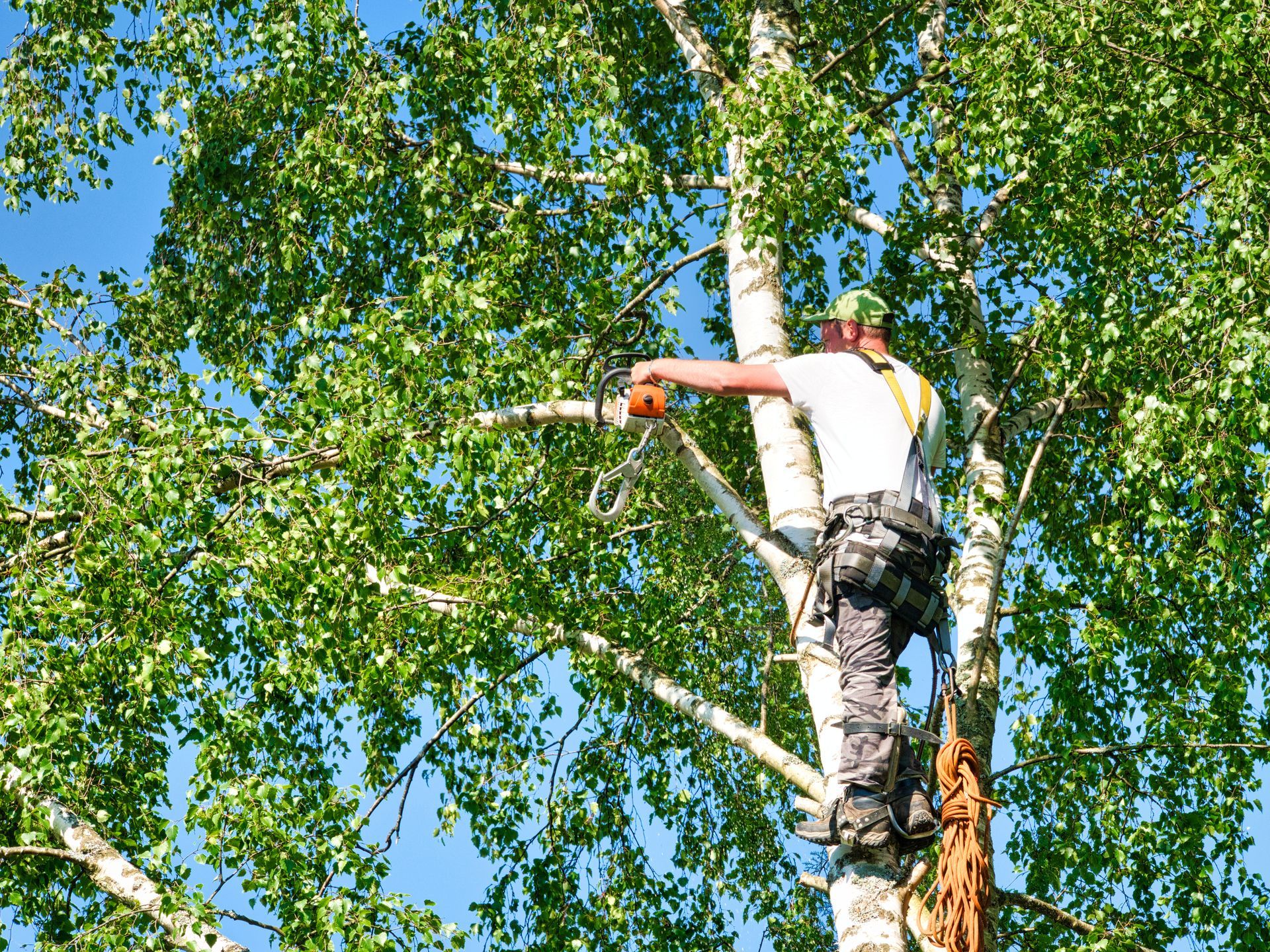 Un élagueur perché dans un arbre, une tronçonneuse à la main, taille des branches sur fond de ciel bleu.