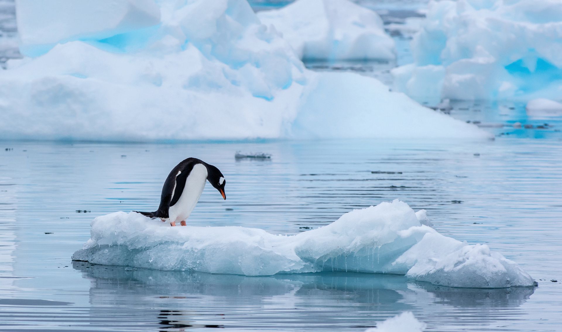 A gentoo penguin leaning down and reflected in the water at Cuverville Island Antarctica