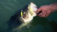 Bass fish with its mouth open, hand removing hook from its mouth, in water.