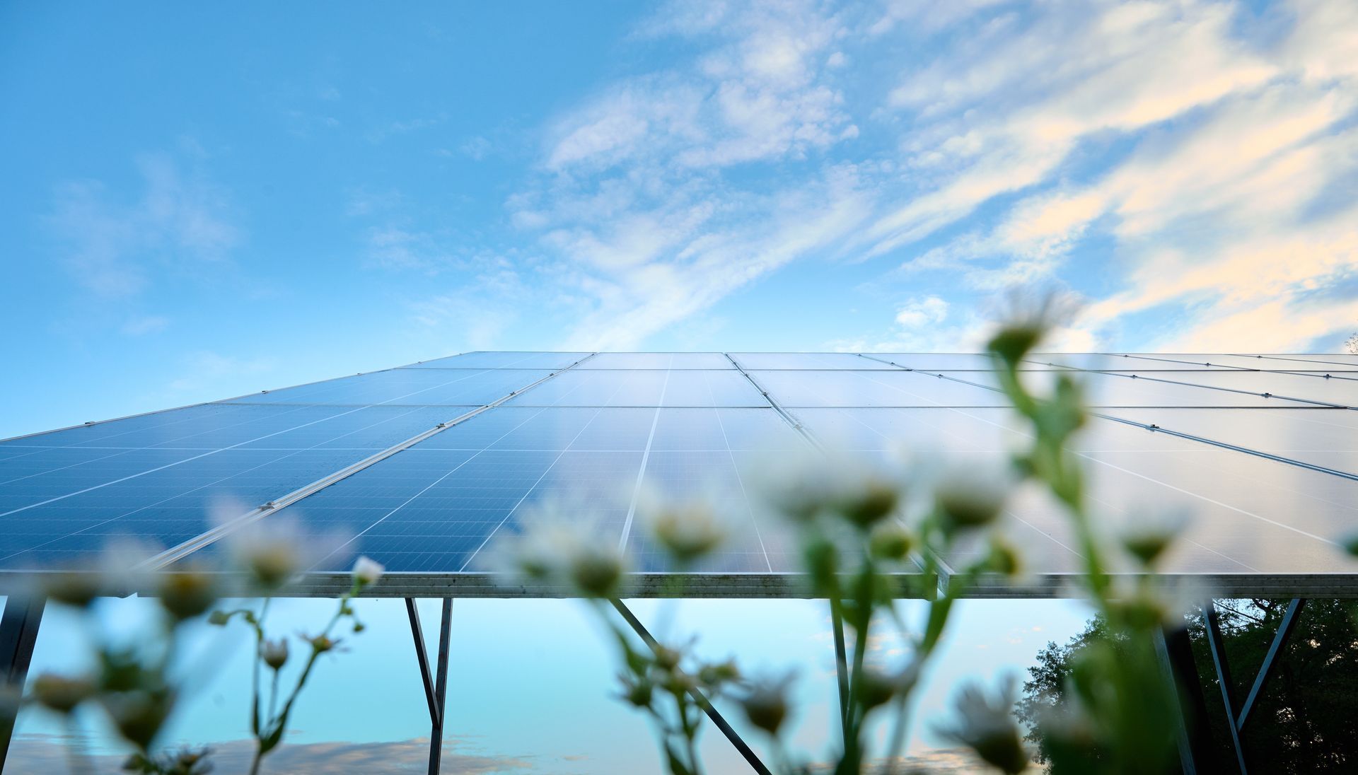 Panneau solaire au sol avec des pâquerettes au premier plan 