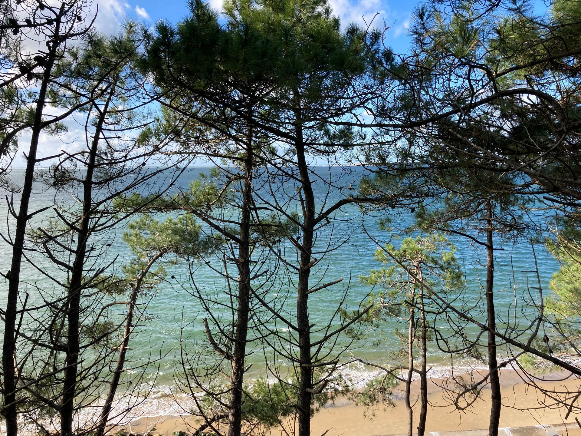 Des arbres encadrent une vue sur l'océan. L'eau bleue et une plage de sable se devinent à travers les arbres.