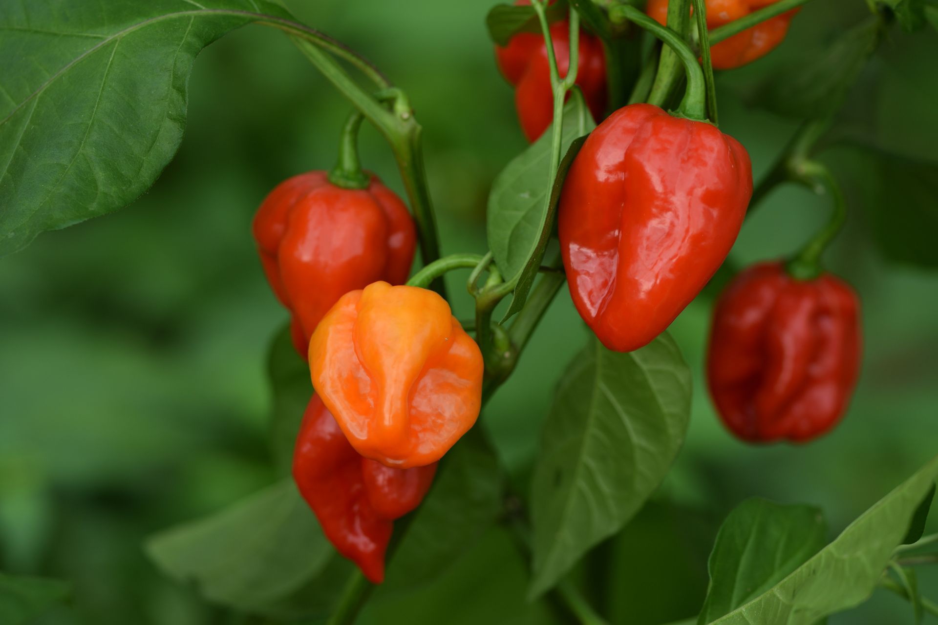 Piments antillais