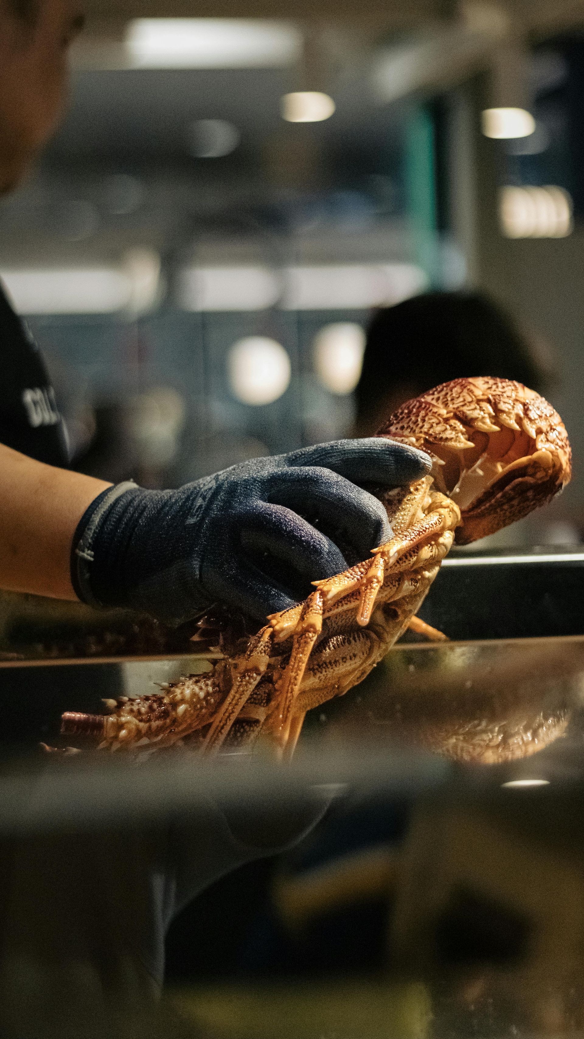Des mains gantées retirent un homard d'une marmite fumante