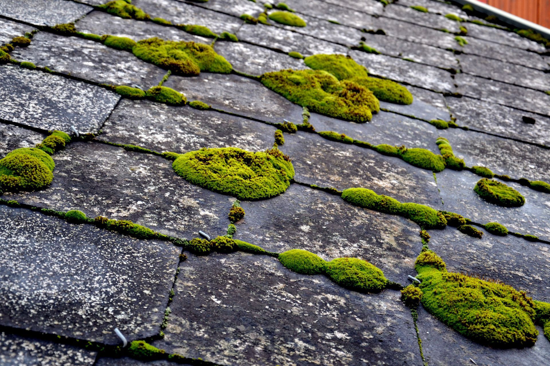 Toit en ardoise grise recouvert de plaques de mousse verte.