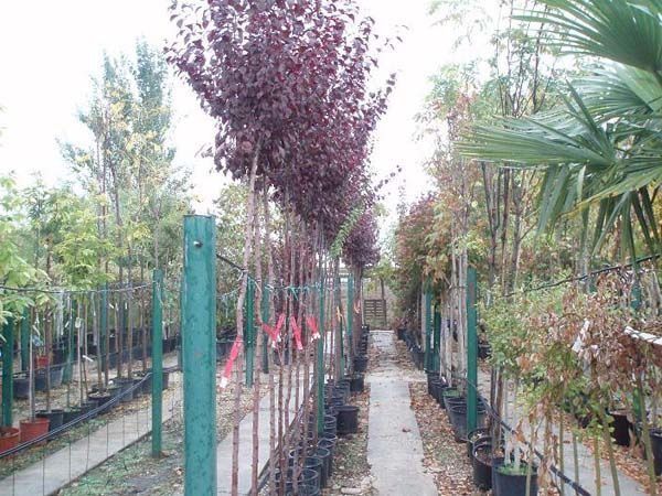 Una hilera de árboles en macetas están alineados en un jardín.