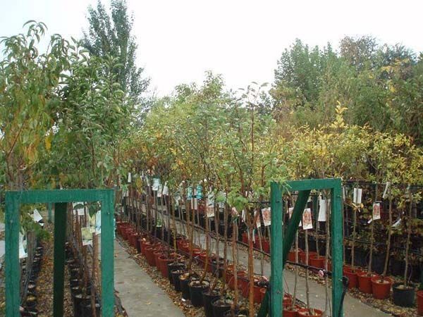 Una hilera de plantas en macetas detrás de una valla verde