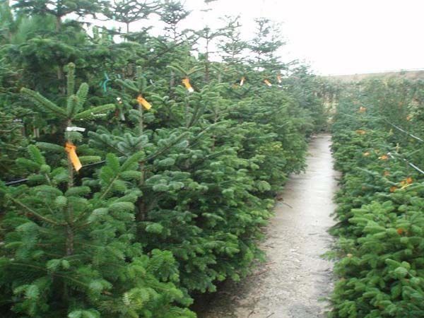 Un camino que atraviesa un exuberante bosque verde de árboles.