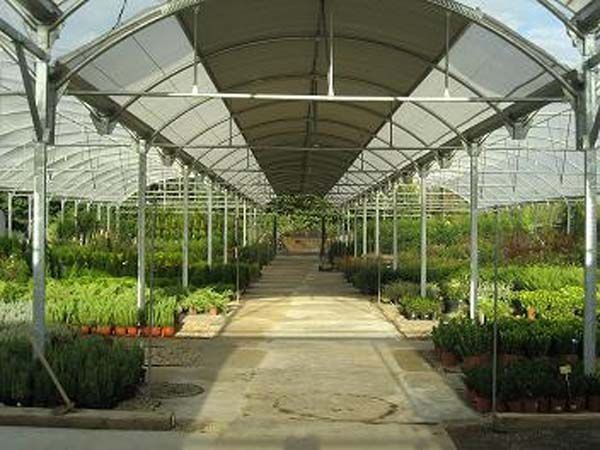 Un invernadero lleno de muchas plantas en macetas.