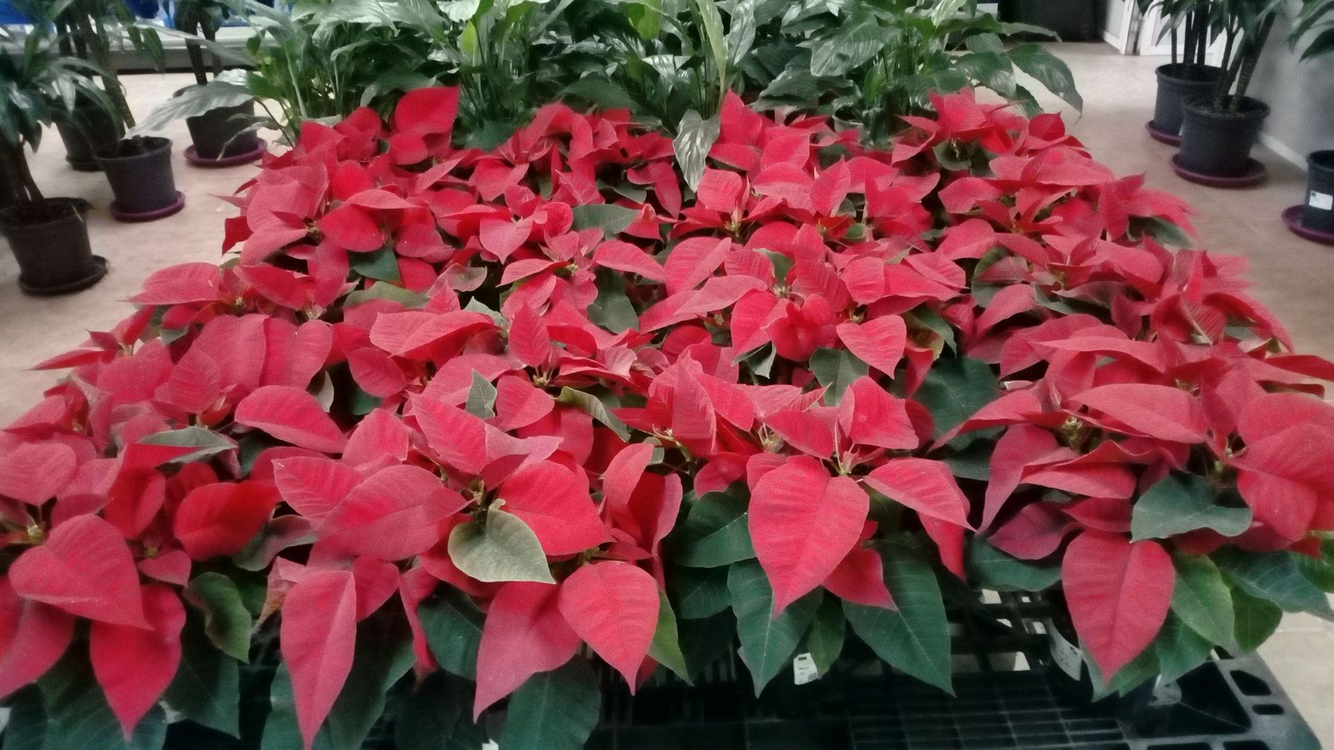 Un ramo de flores rojas están colocadas una encima de otra sobre una mesa.
