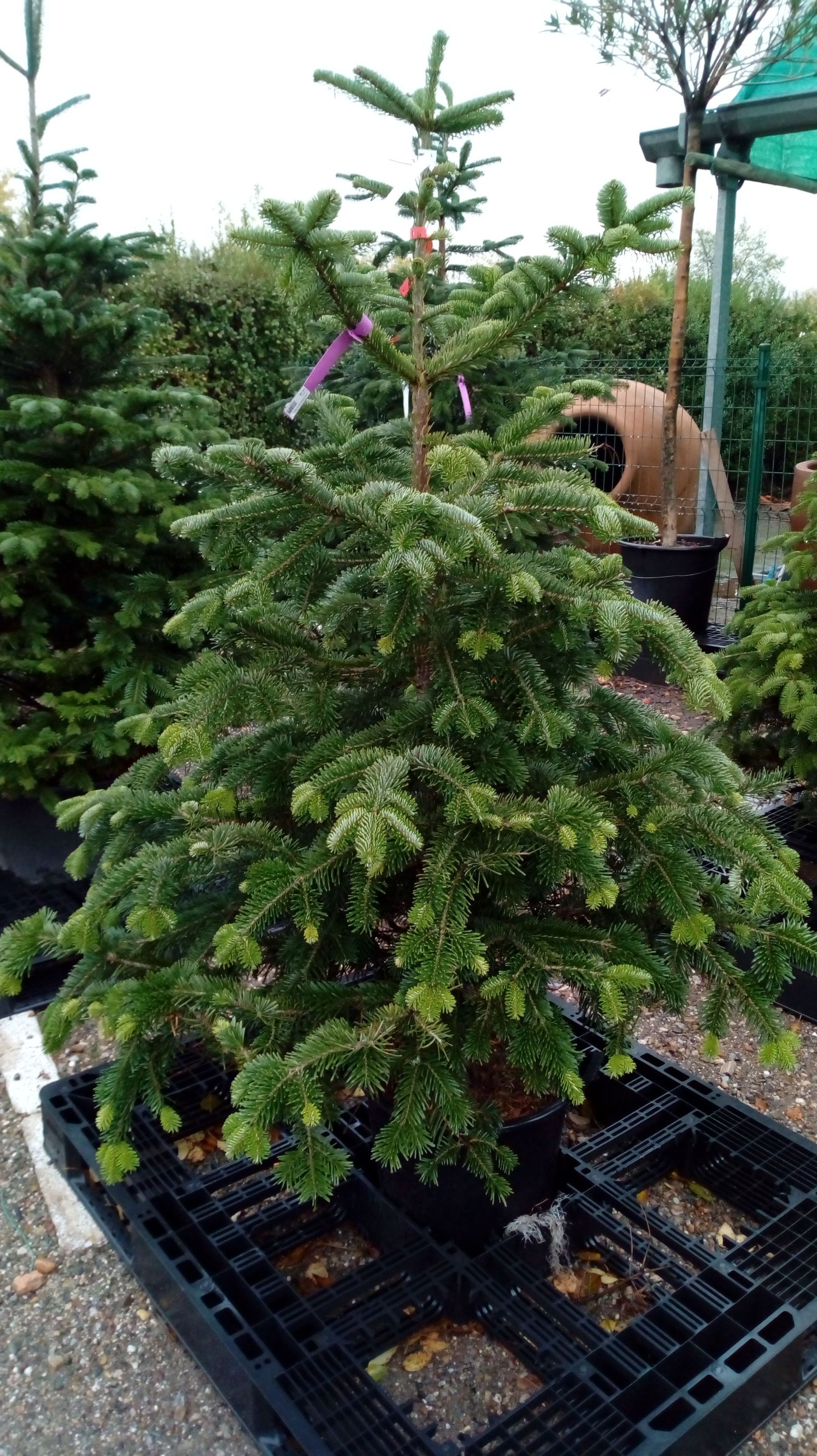 Un árbol de Navidad está sentado encima de una paleta de plástico.