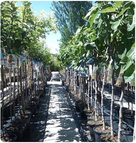 Una hilera de árboles en macetas en un centro de jardinería.