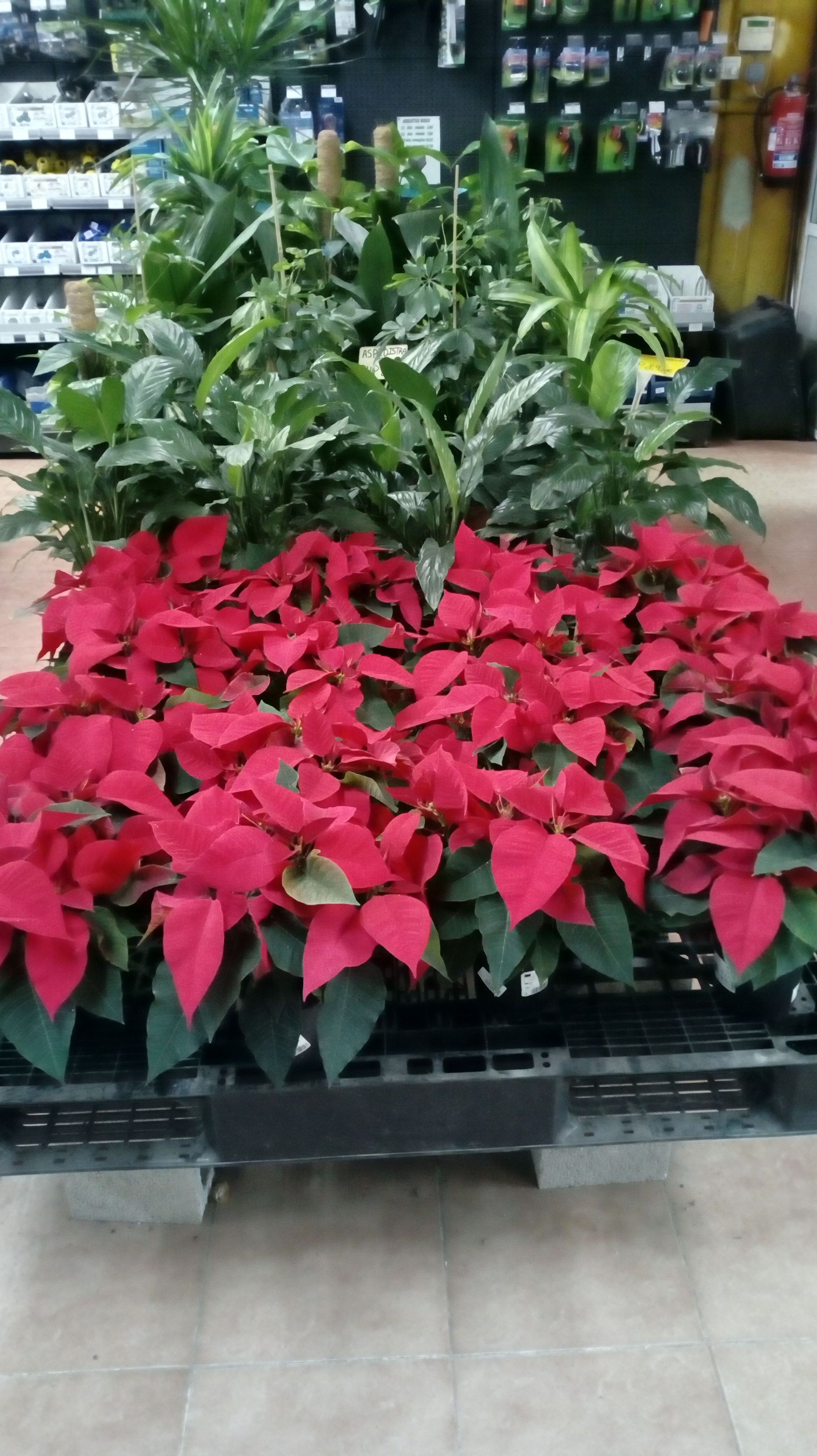 Un montón de plantas de Pascua rojas están colocadas en un carrito en una tienda.