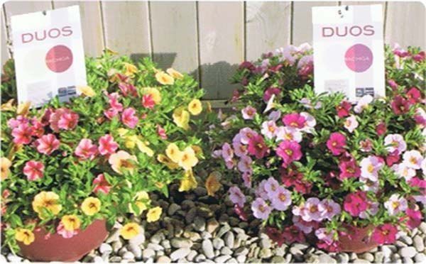 Dos plantas en macetas con etiquetas que dicen dúos.