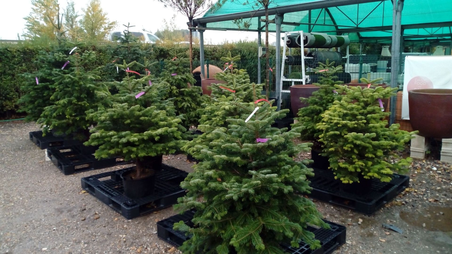Una hilera de árboles pequeños están sentados sobre bandejas negras en un jardín.