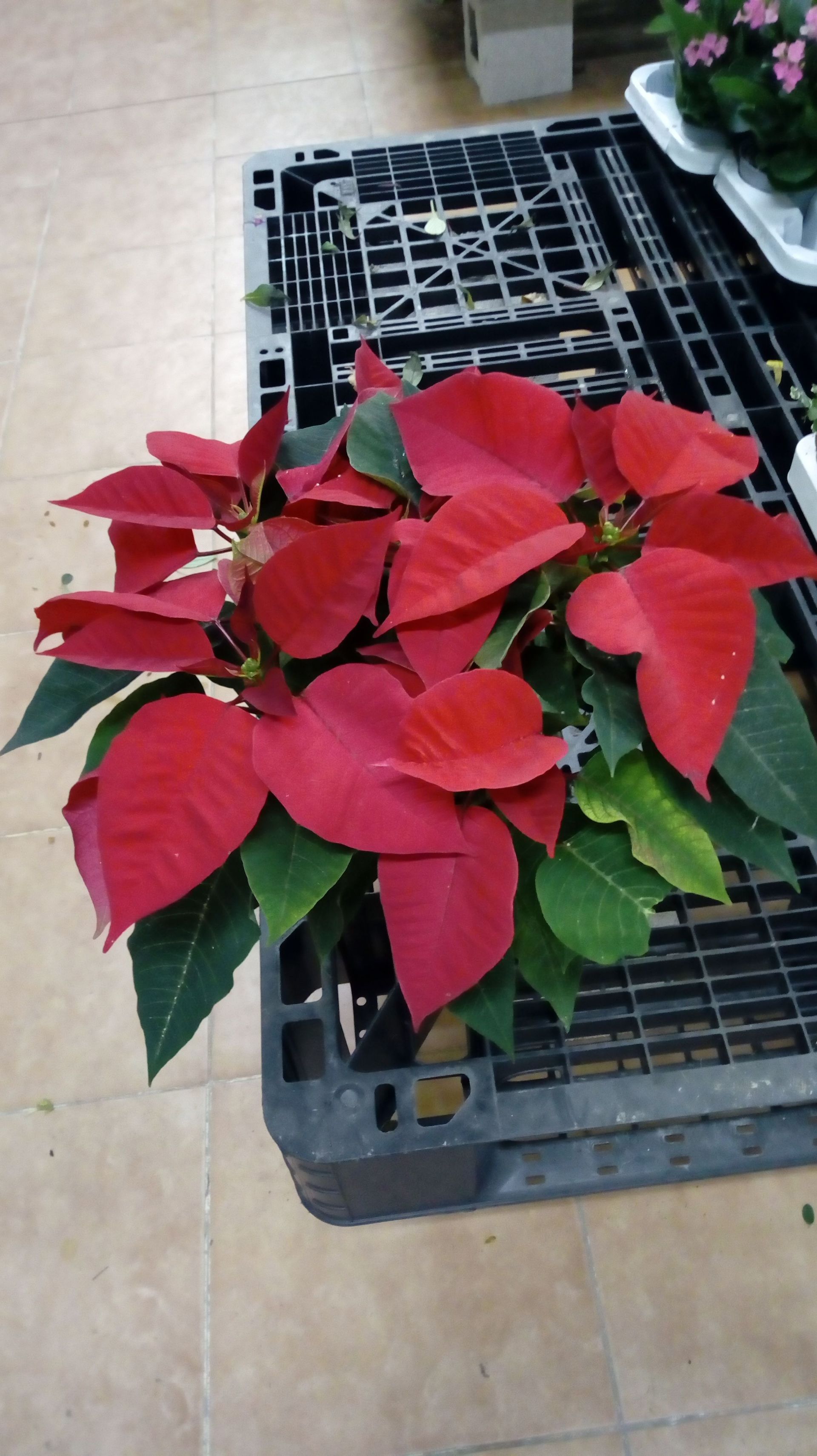 Una planta de flor de Pascua está colocada encima de una caja negra.