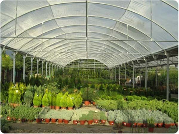 Un invernadero lleno de muchas plantas en macetas.