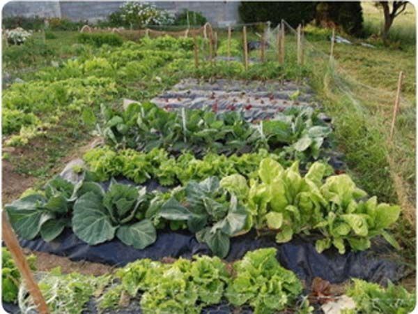Un jardín con lechuga y repollo creciendo en él.