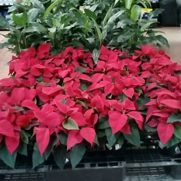 Un ramo de flores rojas con hojas verdes