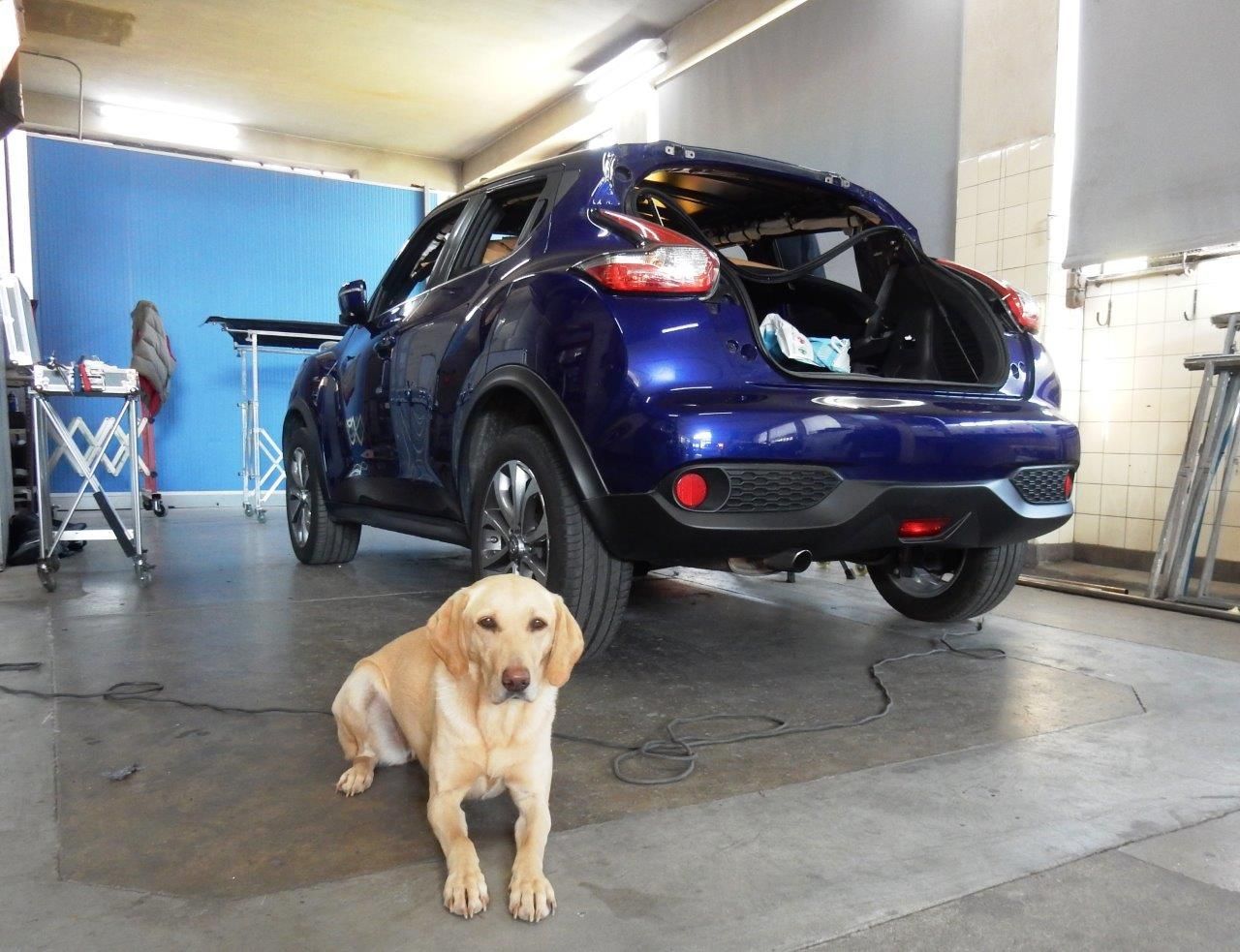 Labrador e auto azzurra - Carrozzeria Verga