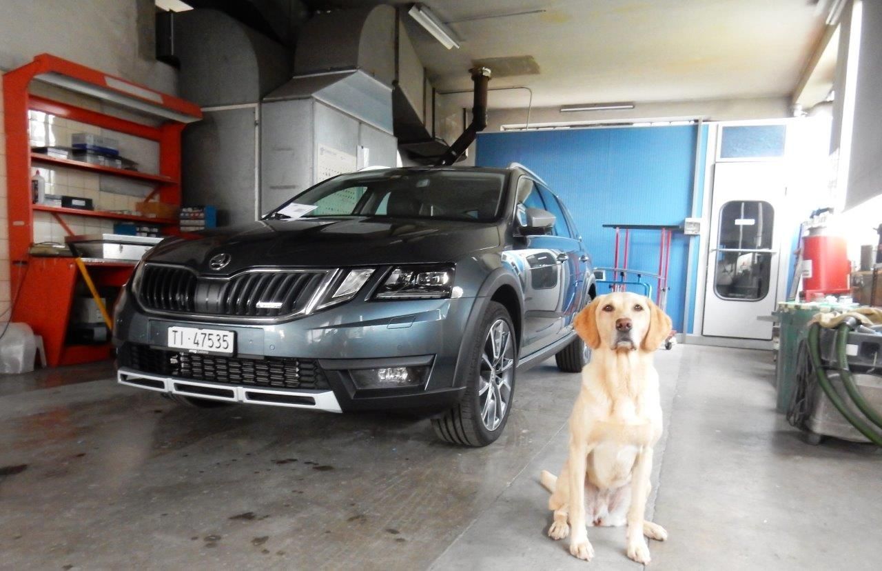 Labrador nel garage - Carrozzeria Verga