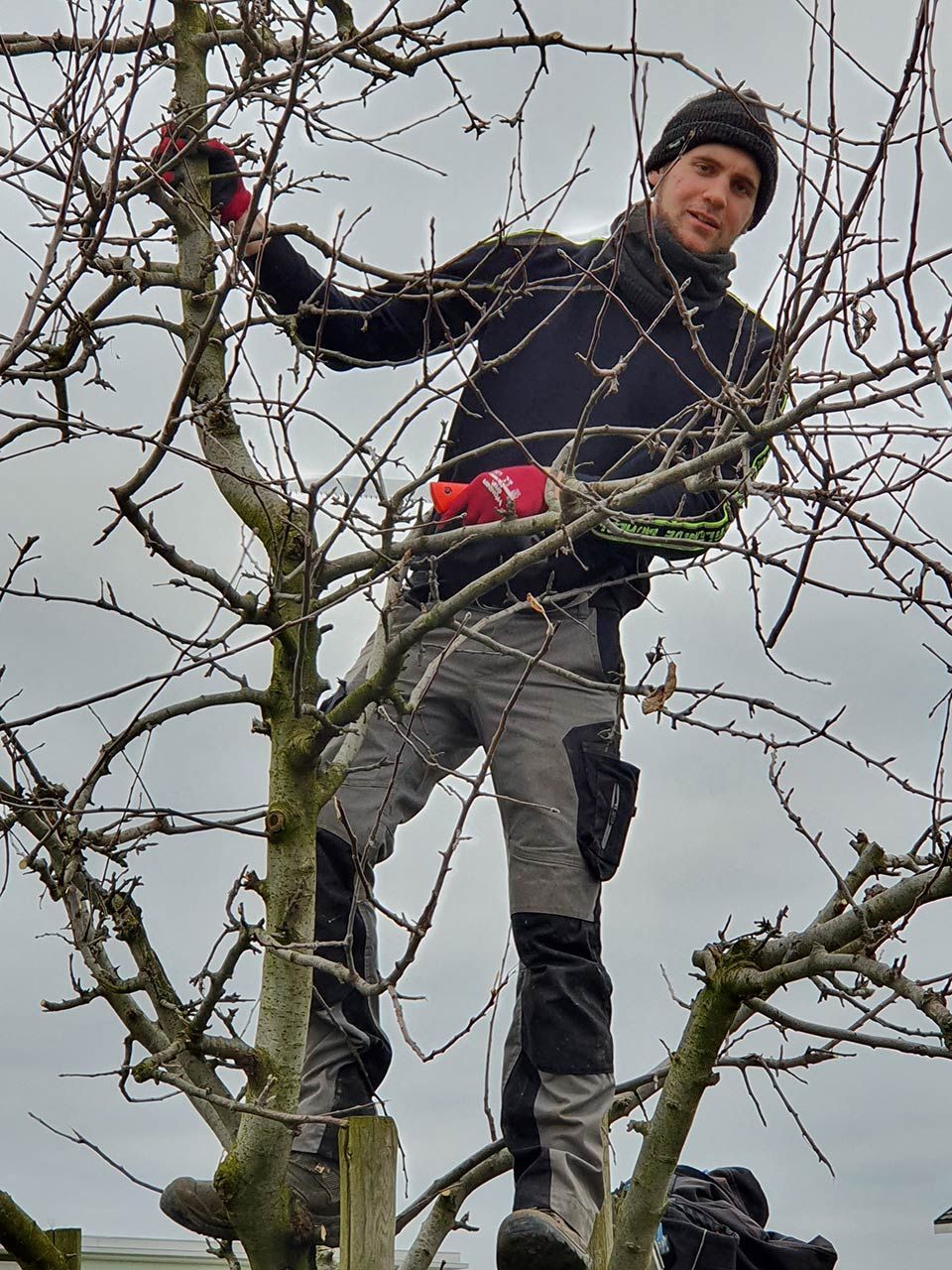 Tobias von der Krucker Garten GmbH schneidet einen Baum