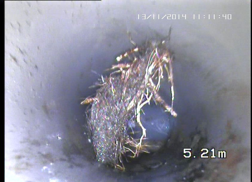 L'intérieur d'un tuyau est rempli de racines de plantes enchevêtrées, avec un repère de distance visible.