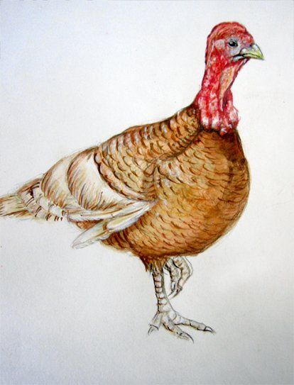 oiseau