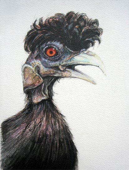 Dessin de poule - crayon de couleur