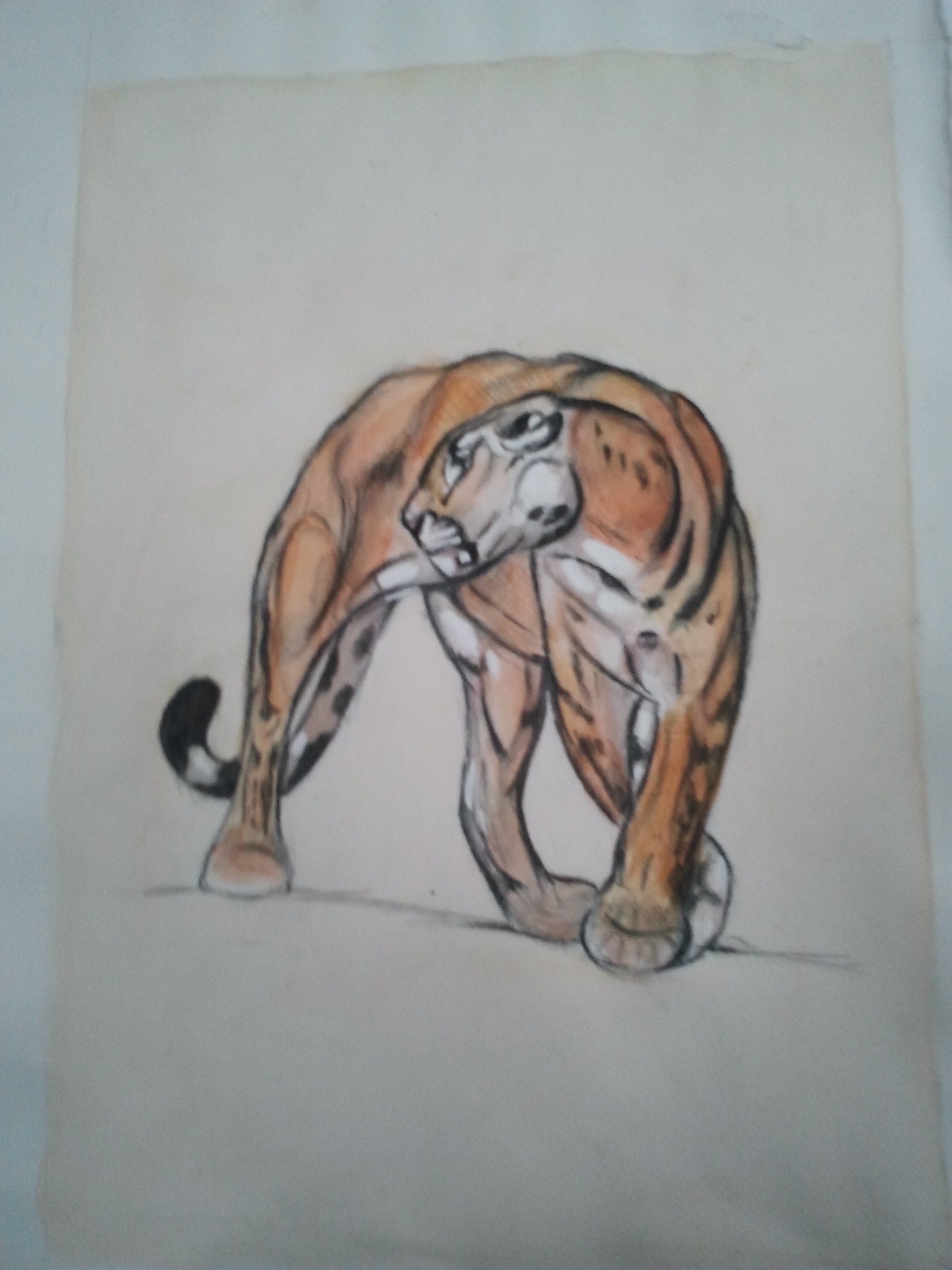 puma