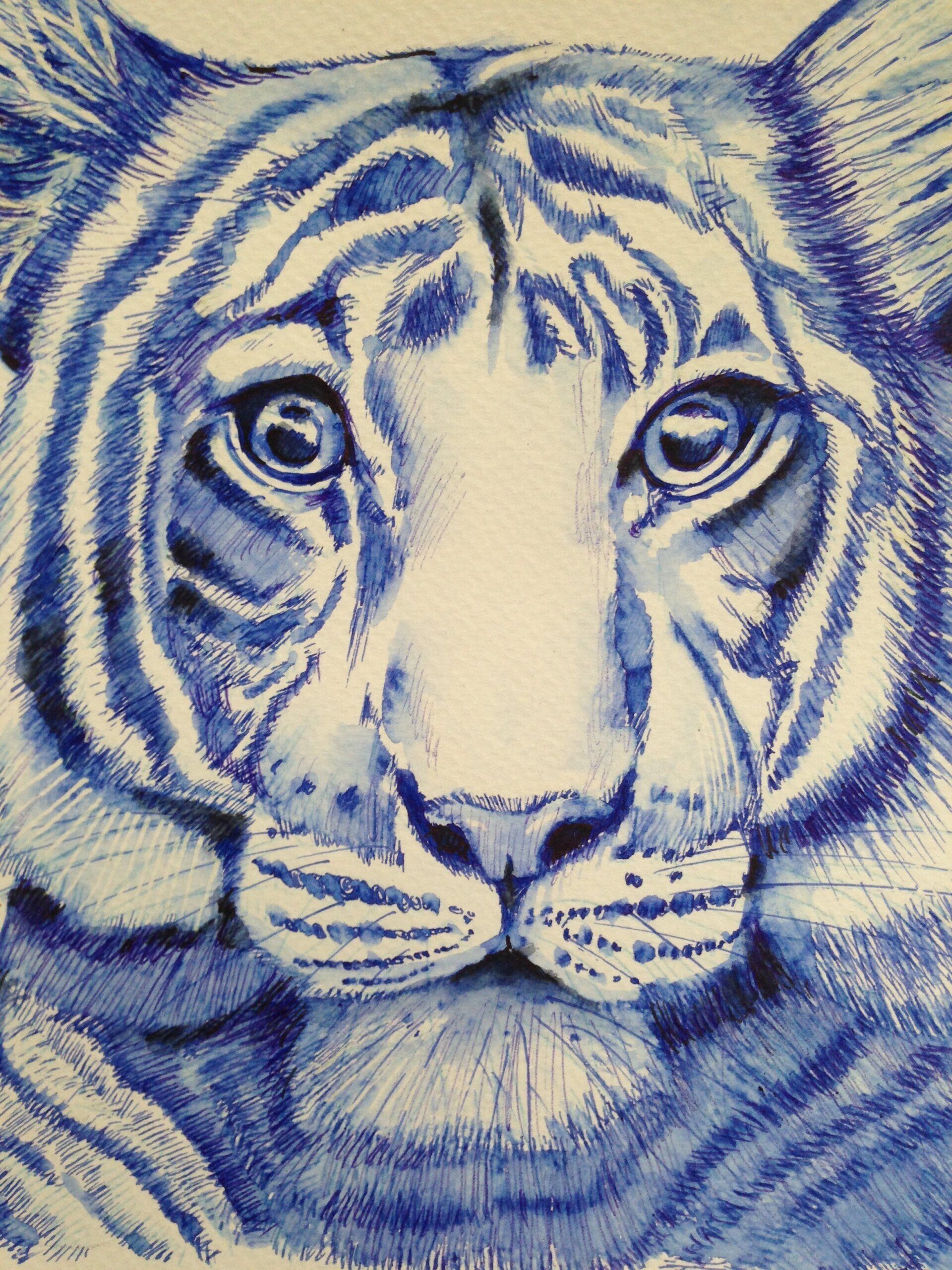 Étude tigre - stylo