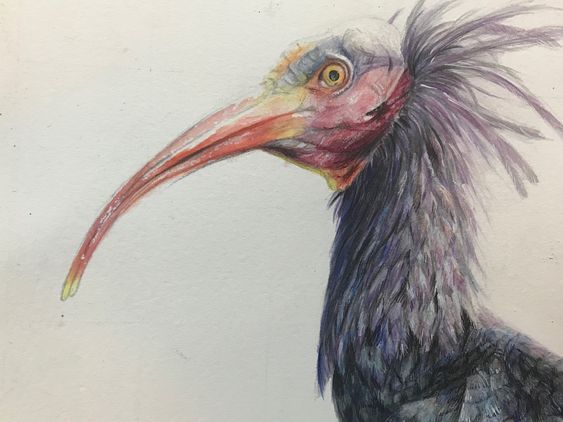 Un oiseau avec de longues plumes