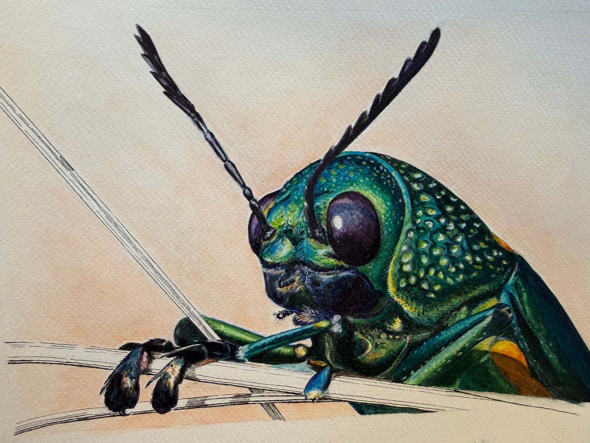 etude insecte