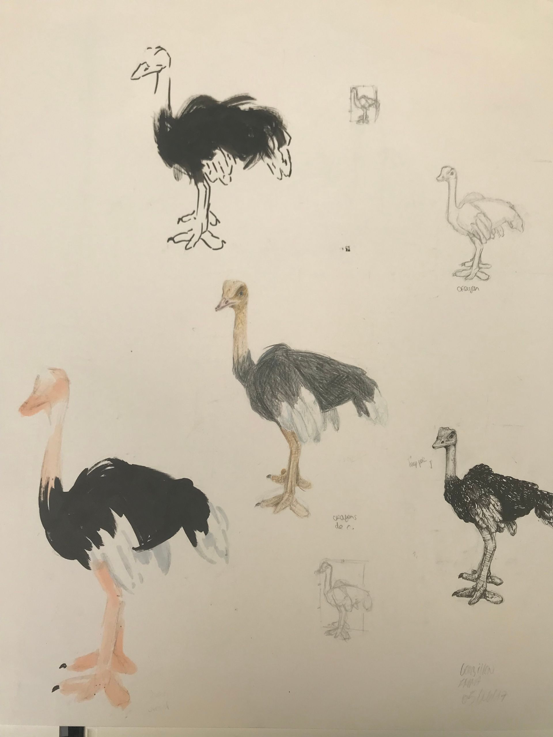 essai croquis Autruche