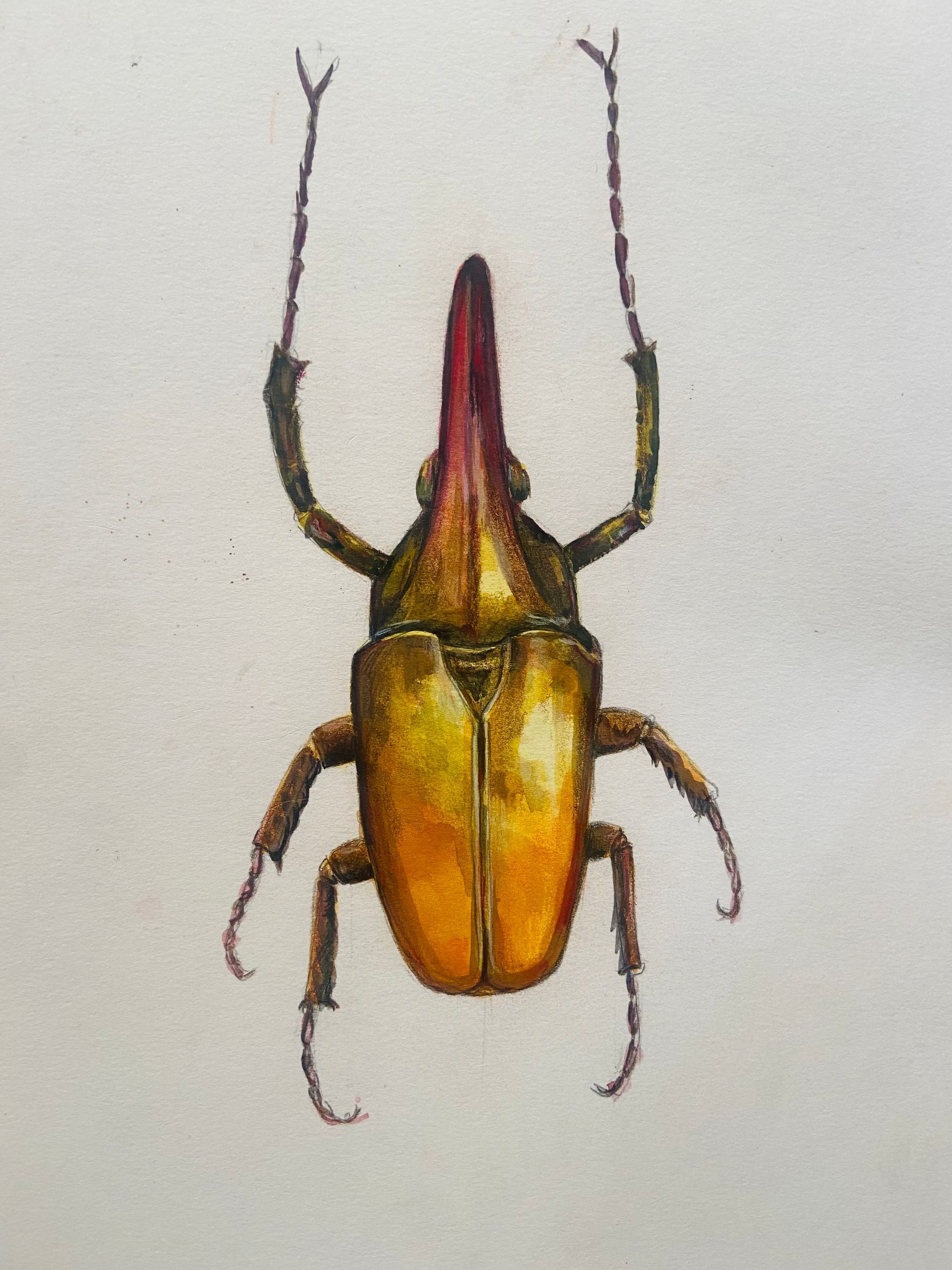 Une peinture à l'aquarelle d'un scarabée