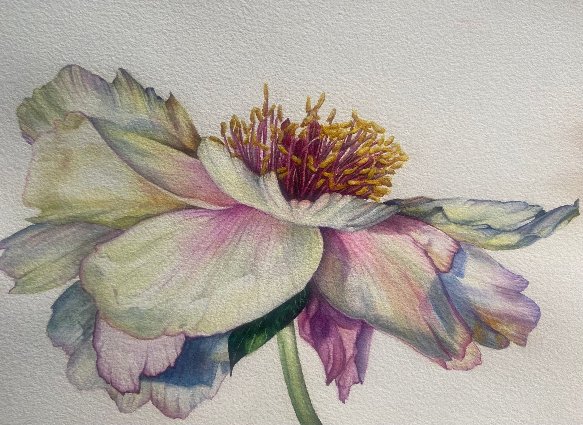 Une peinture à l'aquarelle de pivoines