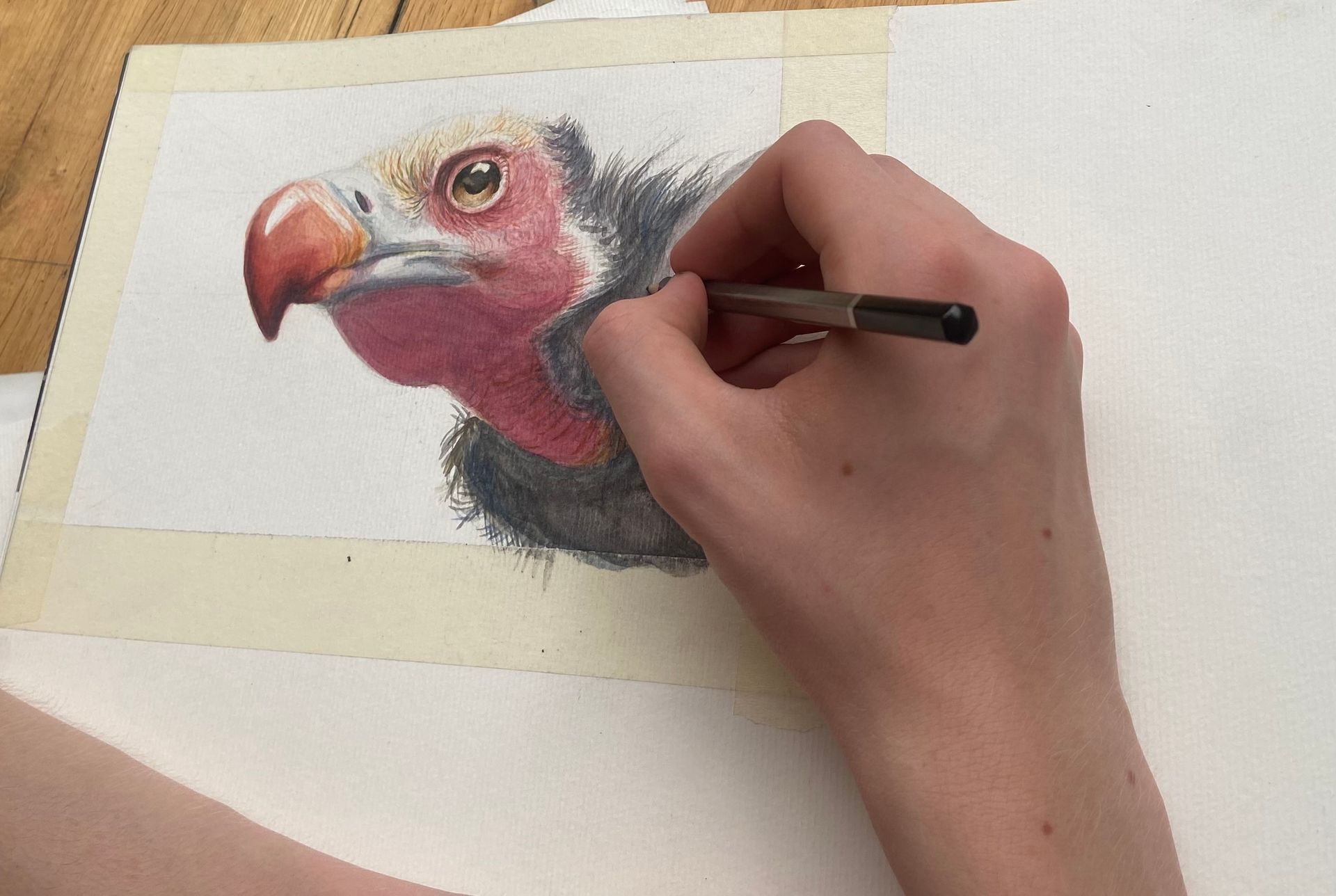 vautour aquarelle