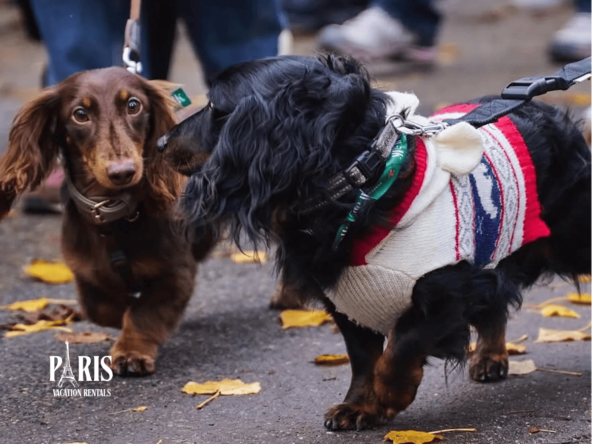 Paris Sausage Walk 2026 Moves to Iconic Champs-Élysées