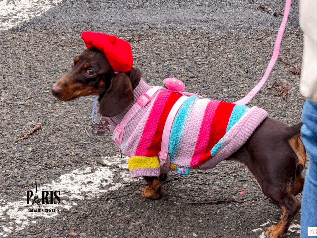 How Does the Charitable Walk Support Dachshunds in Need?