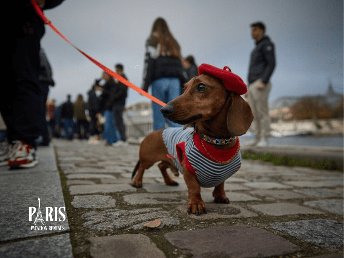 What Attendees Should Know Before the Paris Sausage Dog Walk 2026