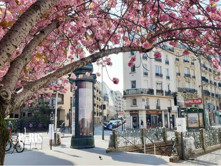 Cherry blossom viewing spots Paris