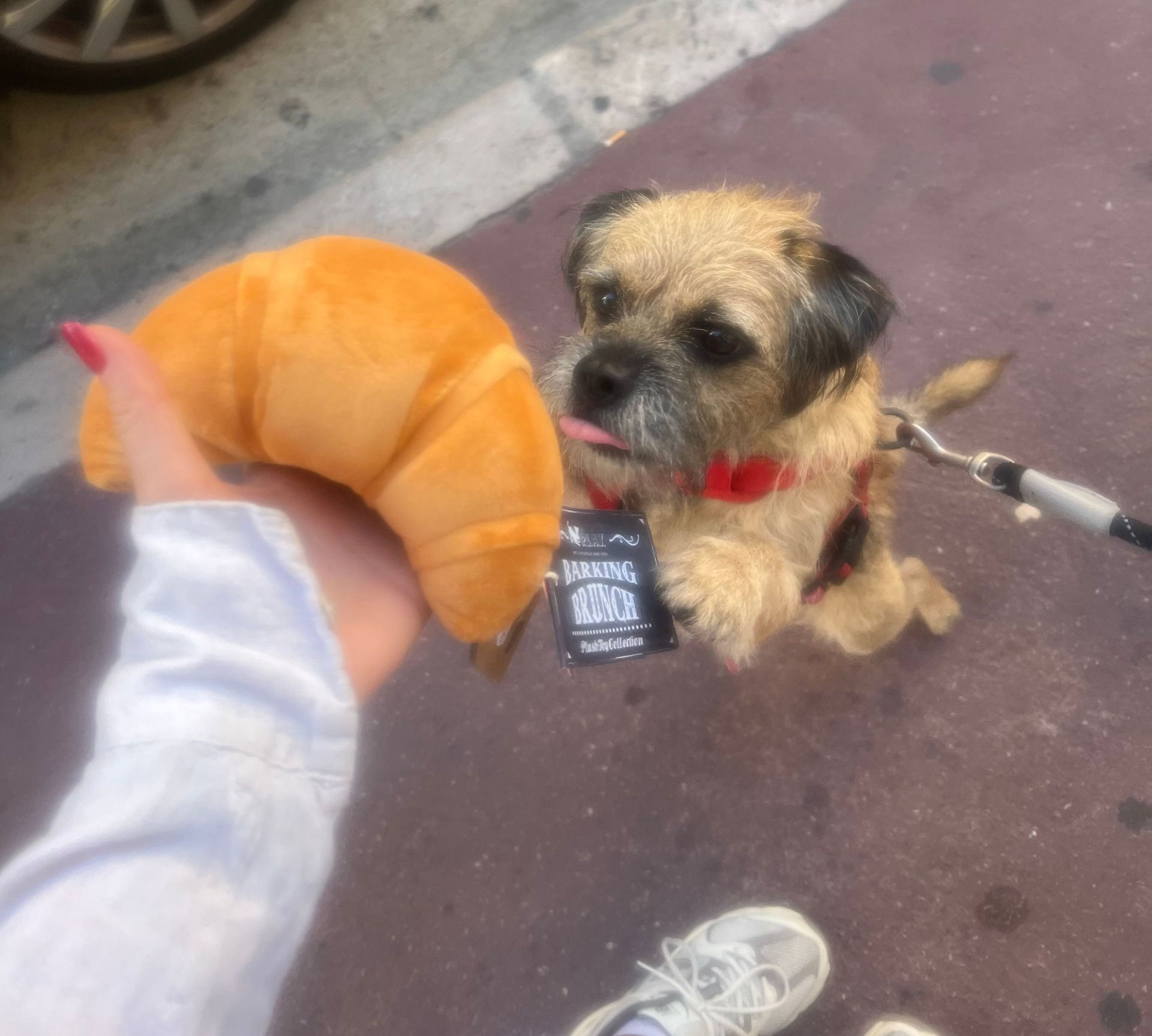 Dog licks at a plush croissant held by a person. Dog wears a red collar, leash attached. Outdoors.