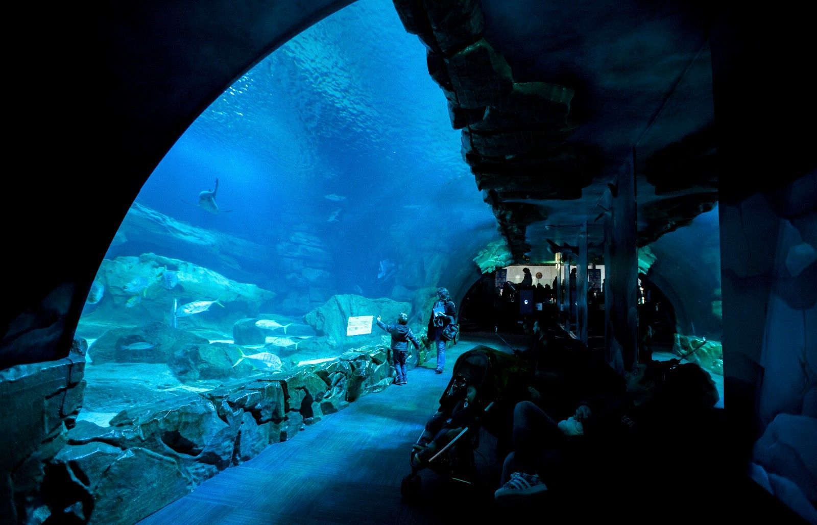 People walk through a tunnel in an aquarium. Sharks and other fish swim in blue water overhead.