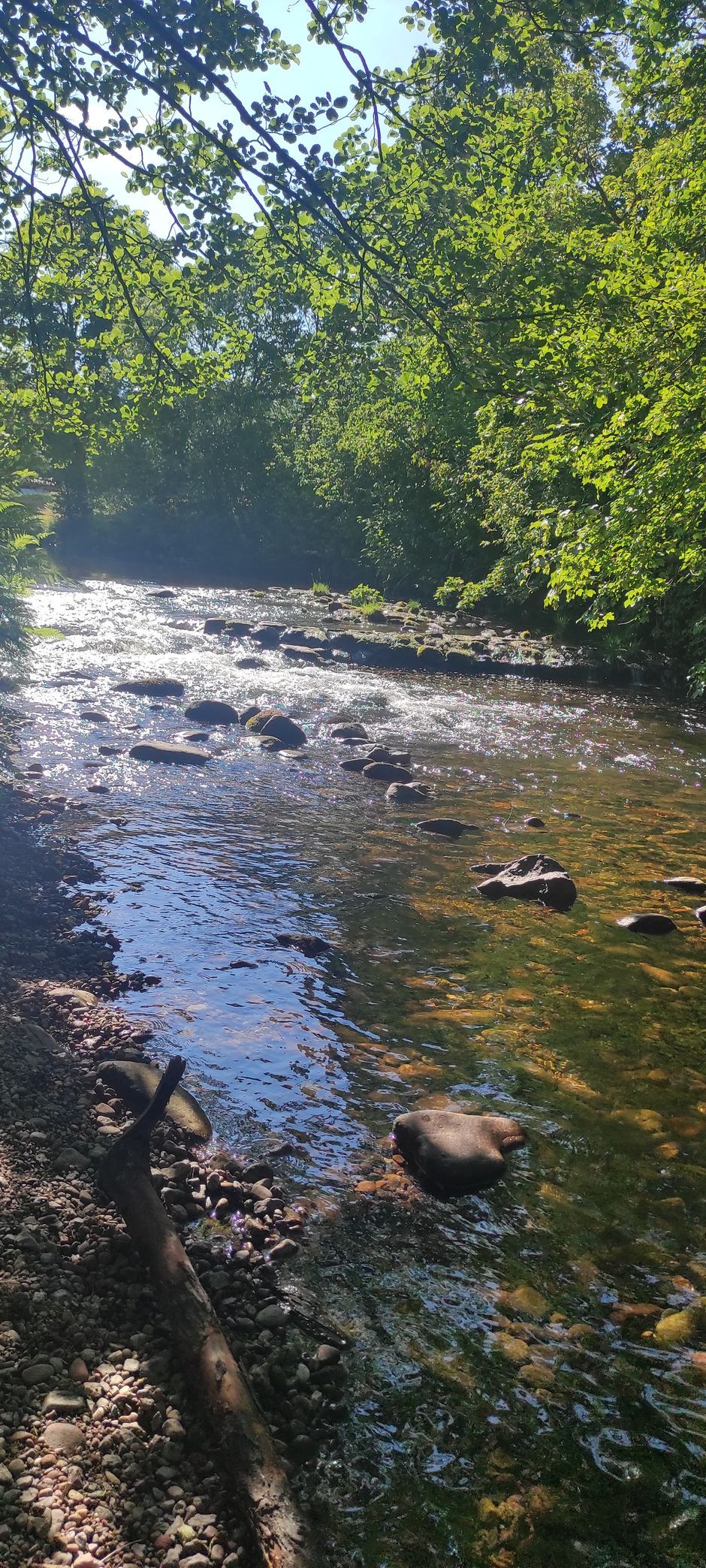 Sonniger Bachlauf mit Steinen und Wald im Hintergrund, Wanderregion Baiersbronn