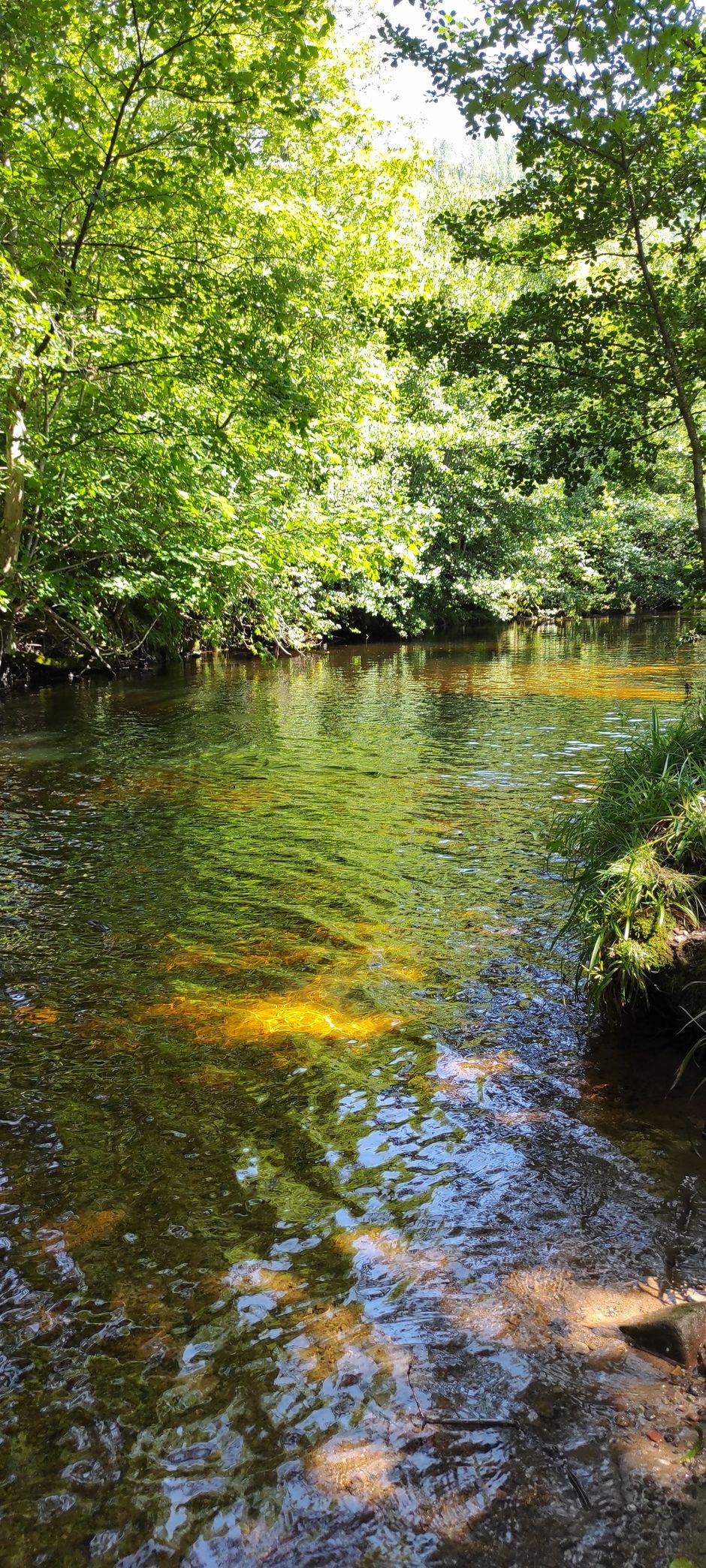 Klarer Flusslauf mit grüner Ufervegetation, Murg bei Baiersbronn im Schwarzwald