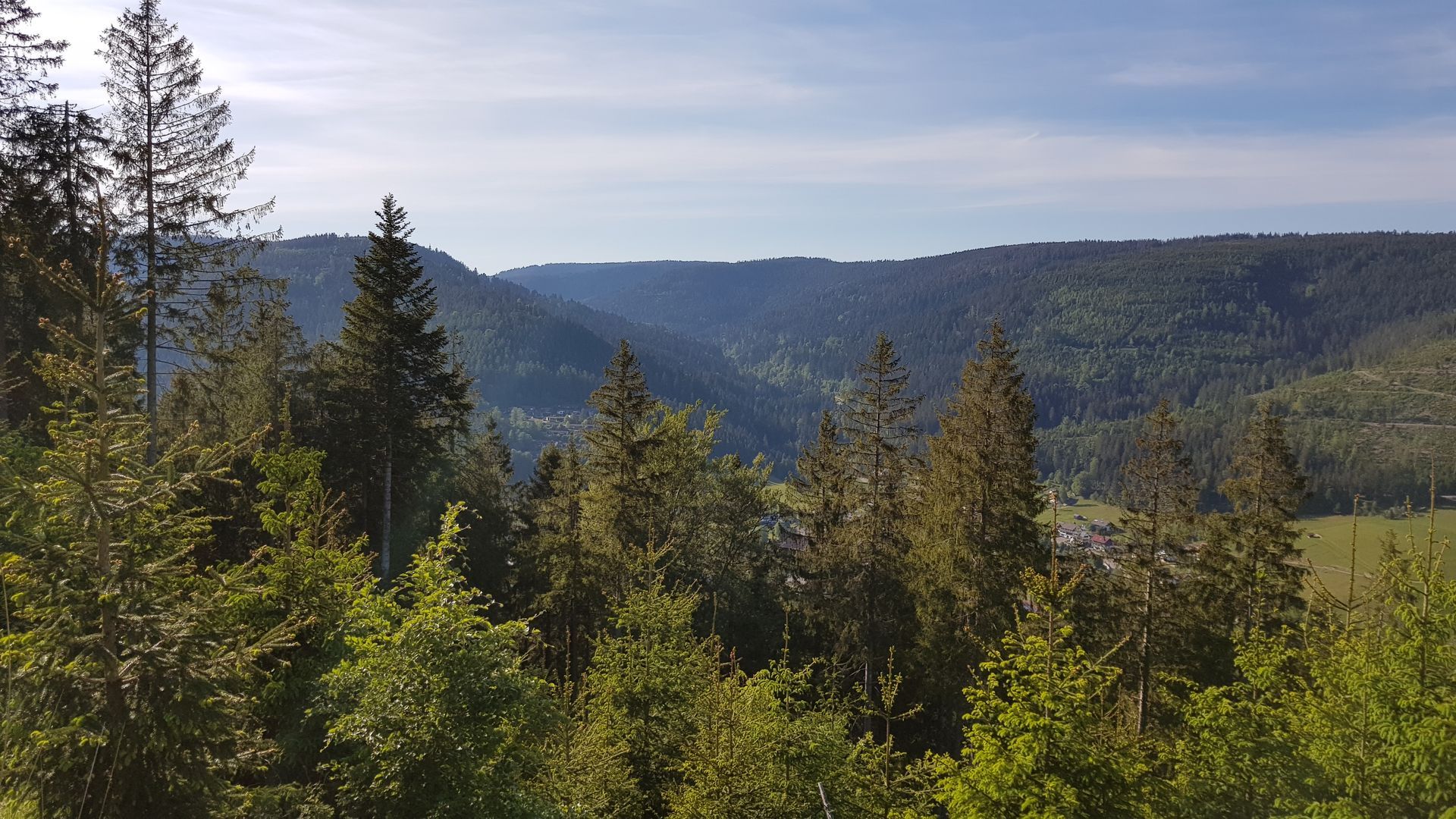 Weitblick über das bewaldete Tal im Nordschwarzwald
