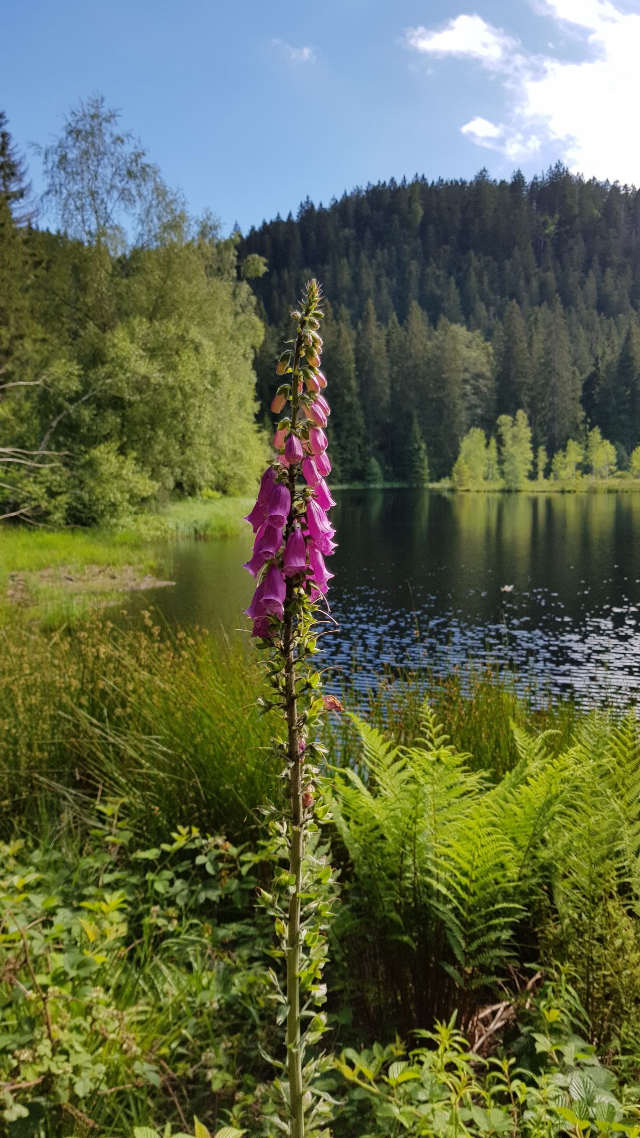 Blühende Fingerhutpflanzen am Buhlbachsee bei Baiersbronn, Sommeraufnahme